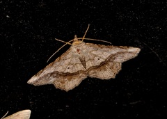 Chiasmia monticolaria