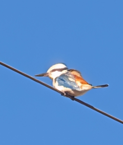 Red-backed Kingfisher (Todiramphus pyrrhopygius), photo 4