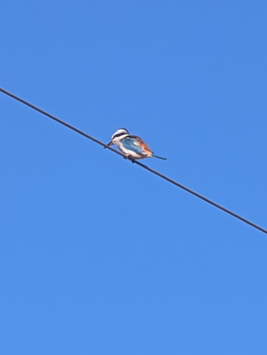 Red-backed Kingfisher (Todiramphus pyrrhopygius), photo 5