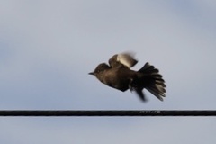 Pyrocephalus rubinus obscurus