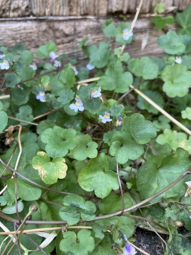 Ivy-leaved toadflax