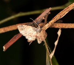 Axinoptera orphnobathra