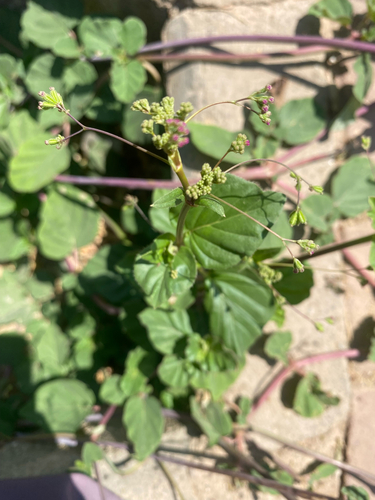 Wineflower