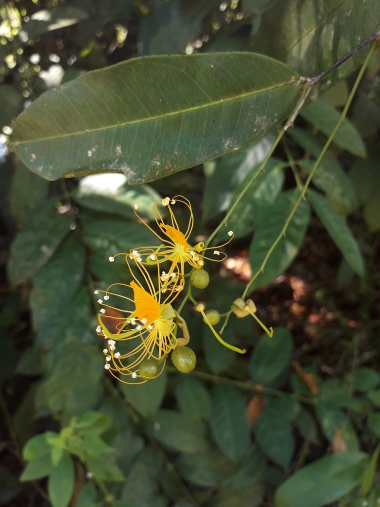Swartzia auriculata
