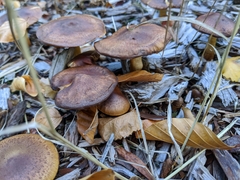 Pholiota multicingulata