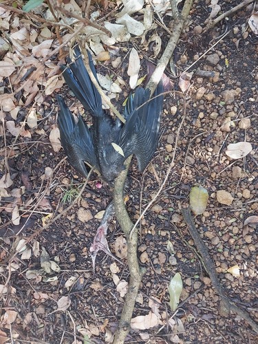 iNaturalist image