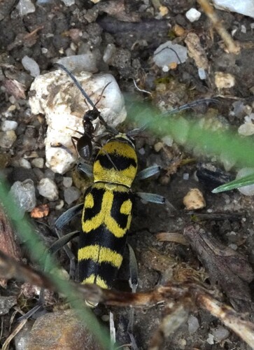 Grape Wood Borer, Варна, Болгария, photo 9 of 10