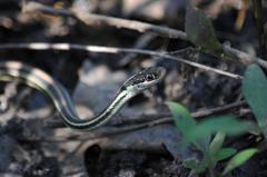 Thamnophis proximus proximus