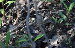 Thamnophis proximus proximus