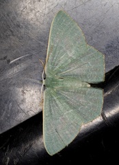 Thalassodes immissaria