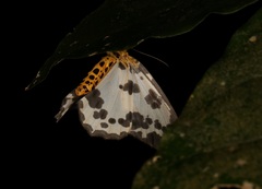 Abraxas amicula-illuminata