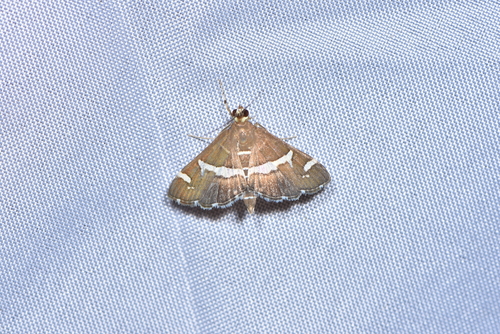 Hawaiian Beet Webworm Moth