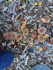 Pholiota multicingulata