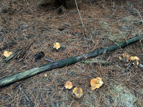 saffron milkcap