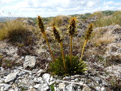 Aciphylla hectori