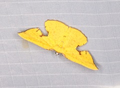 Corymica spatiosa