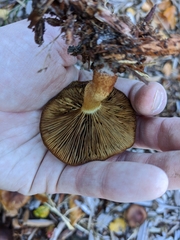 Pholiota multicingulata