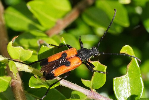 heart longhorn beetle, Варна, Болгария, photo 7 of 10