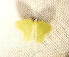 Idiochlora minuscula