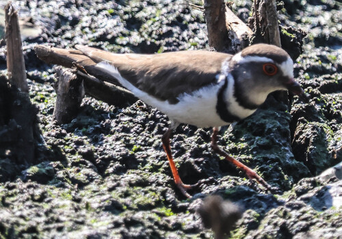 iNaturalist image