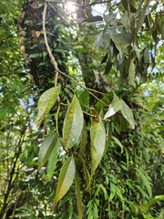 Lithocarpus brevicaudatus