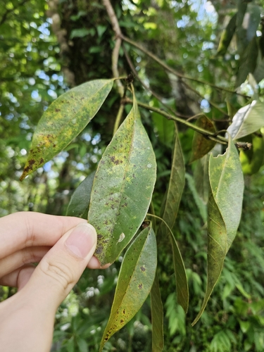 Lithocarpus brevicaudatus, photograph 2