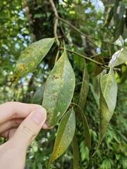 (c) Yu-Chang Chen, some rights reserved (CC BY) Lithocarpus brevicaudatus, photograph (c) Yu-Chang Chen, some rights reserved (CC BY)