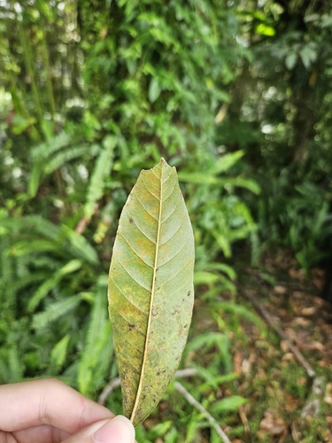 Lithocarpus brevicaudatus, photograph 3
