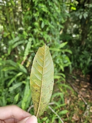 (c) Yu-Chang Chen, some rights reserved (CC BY) Lithocarpus brevicaudatus, photograph (c) Yu-Chang Chen, some rights reserved (CC BY)