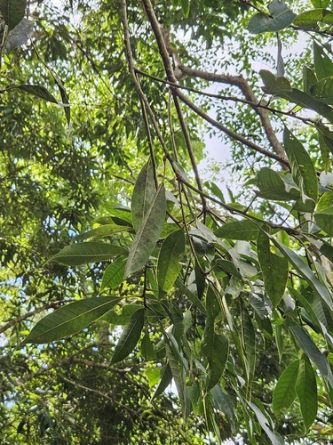 Lithocarpus brevicaudatus, photograph 4