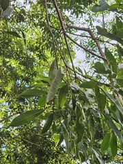 (c) Yu-Chang Chen, some rights reserved (CC BY) Lithocarpus brevicaudatus, photograph (c) Yu-Chang Chen, some rights reserved (CC BY)
