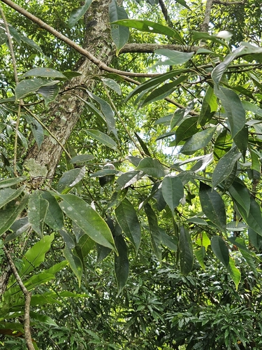 Lithocarpus brevicaudatus, photograph 5