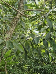 (c) Yu-Chang Chen, some rights reserved (CC BY) Lithocarpus brevicaudatus, photograph (c) Yu-Chang Chen, some rights reserved (CC BY)