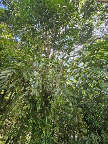 Lithocarpus brevicaudatus, photograph 6