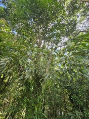 Lithocarpus brevicaudatus, photograph (c) Yu-Chang Chen, some rights reserved (CC BY)