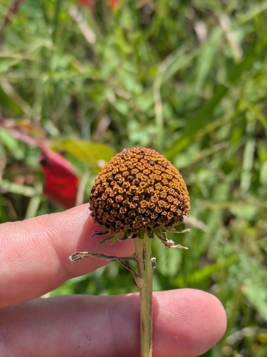 Rudbeckia grandiflora, photograph 5