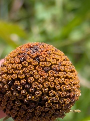 Rudbeckia grandiflora, photograph (c) Eric Knight, some rights reserved (CC BY)