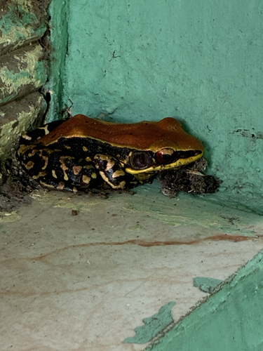 Wide-spread Fungoid Frog