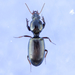 Dyschirius sphaericollis - Photo (c) Owen Strickland, some rights reserved (CC BY), uploaded by Owen Strickland