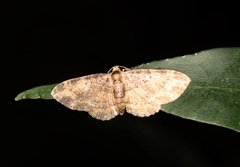 Pseudocollix hyperythra