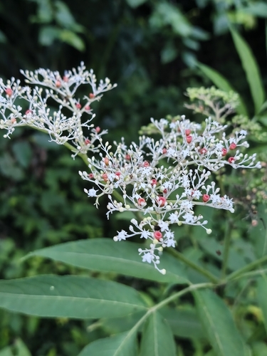Sambucus javanica, photograph 4