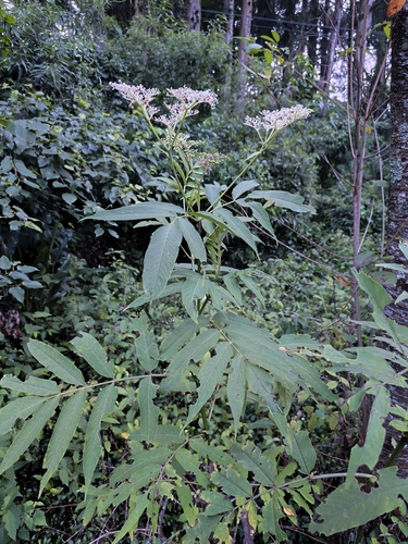 Sambucus javanica, photograph 5