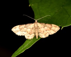 Gymnoscelis taprobanica