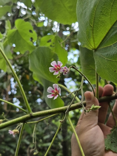 Melochia villosissima observed 2026-07-15