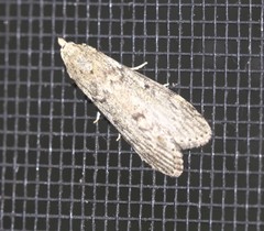 Lamoria eumeces