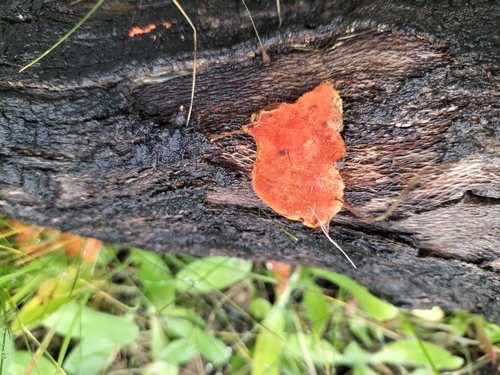 Southern Cinnabar Polypore