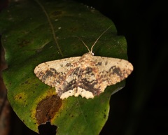 Ruttellerona pseudocessaria