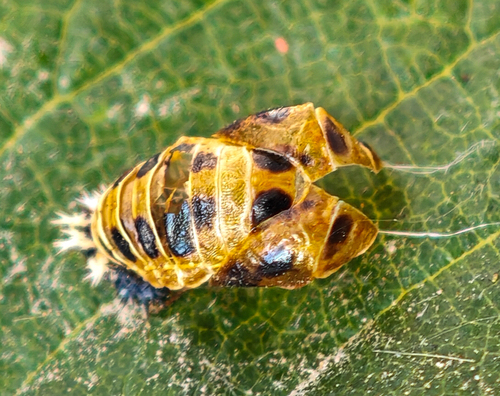 Asian Lady Beetle
