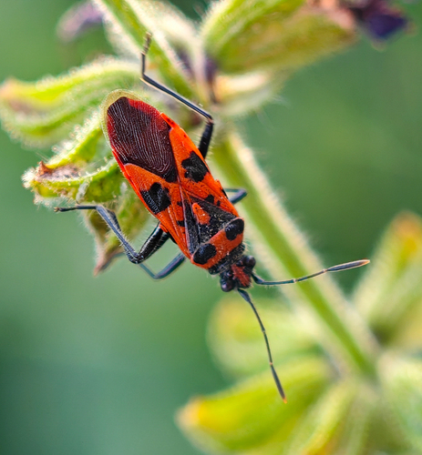 Spotted Firebug