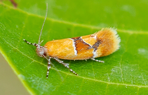 Callima conchylidella